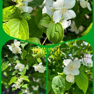 イロハモミジ,シラン（紫蘭）,お花や植物が心から好きな人と〜,お花や植物は癒し♡の画像