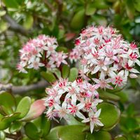 金のなる木,花月(カネノナルキ)の画像