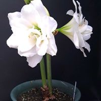 アマリリス,柚子,インカビレア,インカビレア,ユズの画像