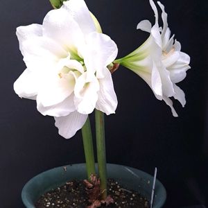 アマリリス,柚子,インカビレア,インカビレア,ユズの画像