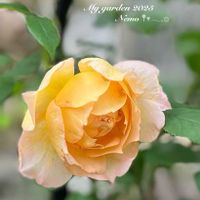 レイニーブルー,フェリシア,フィネス,マルク・アントン・シャルポンティエ,花のある暮らしの画像