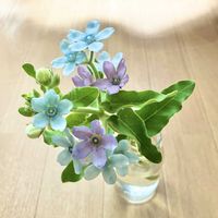 ブルースター,切り花,花のある暮らしの画像
