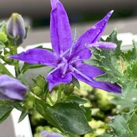 カンパヌラ,カンパヌラ,カンパヌラ,カンパヌラ・ガルガニカ,カンパヌラ・ガルガニカの画像