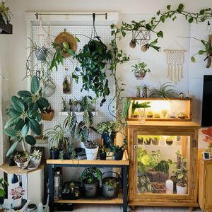 サンセベリア ハニー,観葉植物,DIY,温室,苔テラリウムの画像