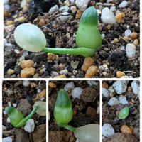 マユハケオモト,マユハケオモト(眉刷毛万年青),マユハケオモトの成長,種から育てるマユハケオモトの画像
