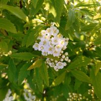 コデマリ,小手毬,花言葉,感謝,花散歩の画像