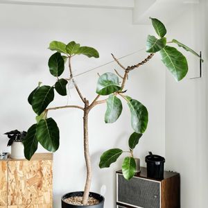 フィカス アフリカンプリンス,フィカス アフリカンプリンス,植え替え,インテリアグリーン,フィカス属の画像