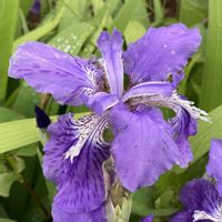 イキシア,イチハツ,バラ,ブラックベリーの花,大輪ムラサキツユクサの画像