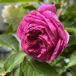 クレマチス,シェードガーデン,ばら バラ 薔薇,小さな庭,庭の画像