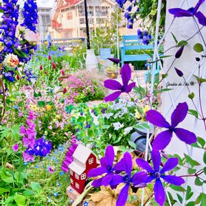 ジギタリス,ジャーマンアイリス,ストロベリーキャンドル,セリンセ・マヨール,ネモフィラの画像