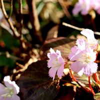 イワウチワ,山野草,癒し,繋がりに感謝✨,ミラーレス一眼の画像