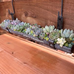寄せ植え,多肉植物,多肉寄せ植え,ジャンクガーデン,多肉小屋の画像