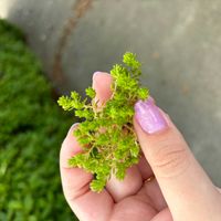 モリムラマンネングサの画像