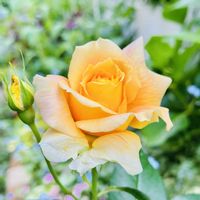 バラ,薔薇  万葉,挿し木,京成バラ園芸,バラ・フロリバンダの画像