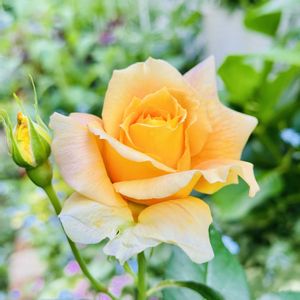 バラ,薔薇  万葉,挿し木,京成バラ園芸,バラ・フロリバンダの画像