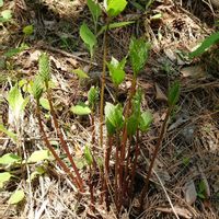 ヒトリシズカ,山野草,野草の画像