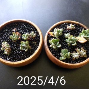 アカシア,多肉,エケベリア,エケベリア,多肉植物の画像