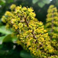カポック(シェフレラ),観葉植物,珍しい花,ウコギ科,木曜モフモフの画像