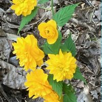 イチゴ,ヤマブキ,ヤマブキ,ミニバラ,ミニバラの画像