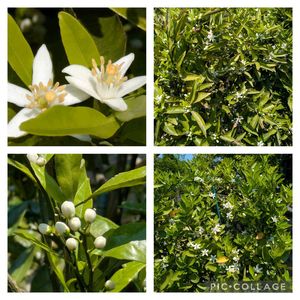 モミジ,紅葉,柑橘類の花,寄せ植え,多肉植物の画像