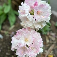 シャクナゲ,シャクナゲ,ツツジ,ブルーベリー,ブドウの画像