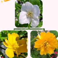 ヤマブキ,ステキ☆,癒し…♡,今日のお花,か〜わい〜の画像