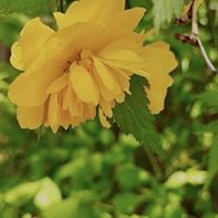 シロヤマブキ,ヤマブキ,スマホ撮影,今日のお花,今を生きるの画像