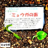 アスパラガス,ミョウガ,自家製野菜,植物男子ベランダー,ベランダの画像