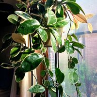 ホヤ・カルノーサ・リップカラー,観葉植物,葉っぱ,no green no life,インドアグリーンの画像