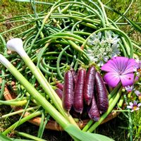 ディル,ニンニク,絹さや,サニーレタス,ロメインレタスの画像