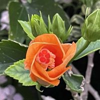 トケイソウ,ハイビスカス,紫陽花,ハイビスカス　ギンガ,モンシロチョウ♡の画像