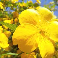 ヤマブキ,山吹,京都,お花,今日の花の画像