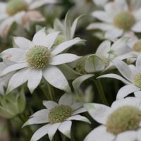 フランネルフラワー,お花のある暮らし,庭の画像