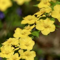 アケビ,ヤマブキ,山野草,今日のお花の画像