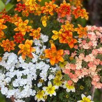 ビデンス,バーベナ,ビーダンス,ビデンス  レモンサワー,寄せ植えの画像