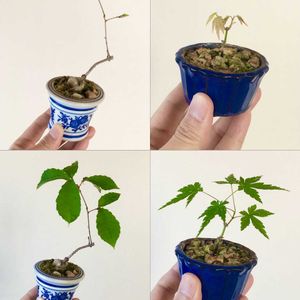 コナラ,コナラ,イロハモミジ,イロハモミジ,実生の画像