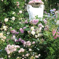 つるバラ,薔薇♪,バラ・ミニバラ,バラを楽しむ,バラのある暮らしの画像