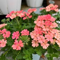 バーベナ,宿根バーベナ,スーパーベナ ピーチメルバ,スーパーべナ,PWスーパーベナの画像