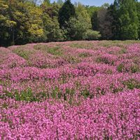 ベニバナトキワマンサク,ベニバナトキワマンサク,ベニバナトキワマンサク,サクラナデシコ,サクラナデシコの画像