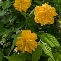 ヤマブキ,カタバミ,ニガナ,まだまだ初心者,花のある暮らしの画像