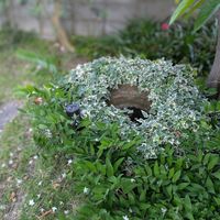 ヘデラ,爽やか,まんまる,とにかくGS 楽しもう！,小さな庭の画像