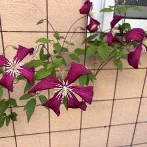 クレマチス,クレマチス マダムジュリアコレボン,壁面 ,誘引,小さな庭の画像