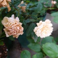 バラ・ミニバラ,小さな庭の画像