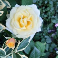 バラ・ミニバラ,小さな庭の画像
