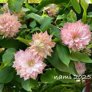 クレマチス,クレマチス春姫,クレマチス 春姫,つる性植物,植中毒の画像