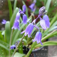 アリウム,イングリッシュブルーベル,ゲラニウム(フウロソウ),プランター植え,庭の記録の画像