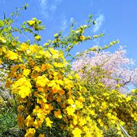 サクラ,ヤマブキ,山吹,さくら サクラ 桜,京都の画像