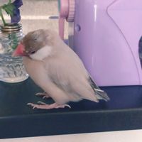 毎月15日はインコの日,部屋の画像