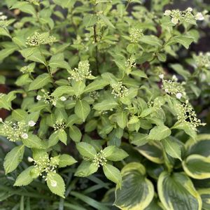 ラグランジアブライダルシャワー,ラグランジア クリスタルヴェール,鉢植え,ホスタ,車庫の画像
