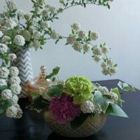 カーネーション,コデマリ,コデマリ,アイビー,レモンリーフの画像